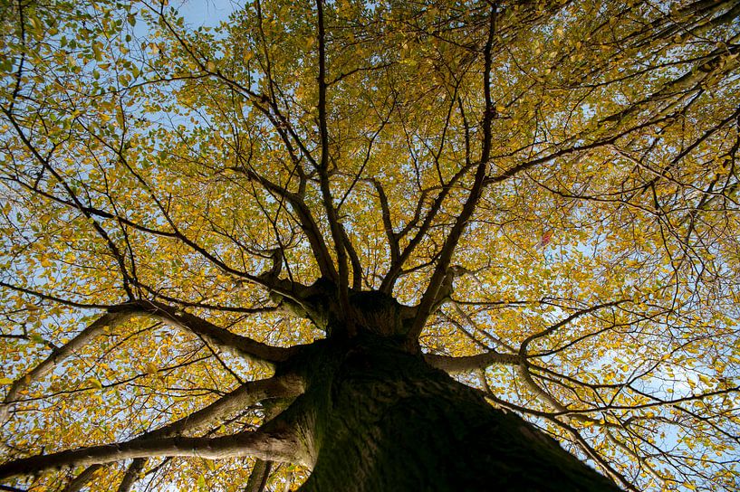 großer Baum in Herbstfarben von Hilda van den Burgt