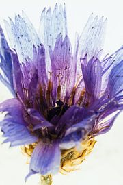 Pinke Blüte in Eis 1 von Marc Heiligenstein