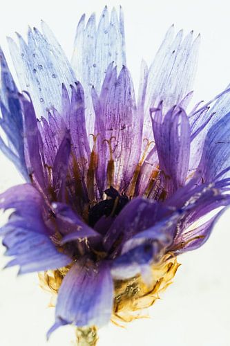 Pinke Blüte in Eis 1