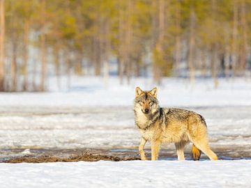 Wolf in de Finse sneeuw van Jacob Molenaar