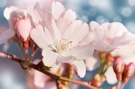 Kirschblüten, Sakura