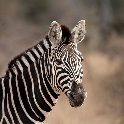 Zebra