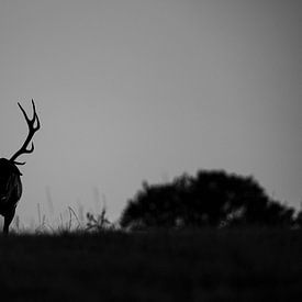 The deer's twilight by Wildpix imagery