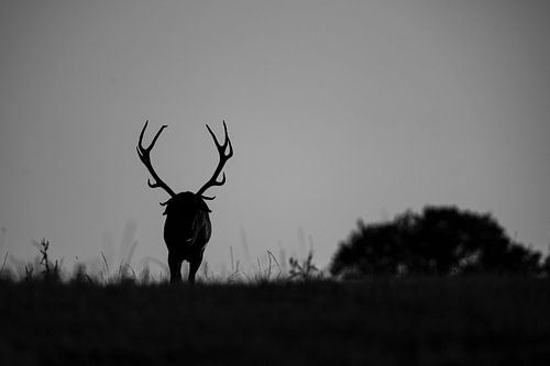 Le crépuscule du cerf sur Wildpix imagery
