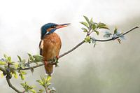Kingfisher in backlight
