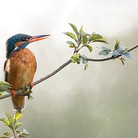 Kingfisher in backlight von Rob Kuiper