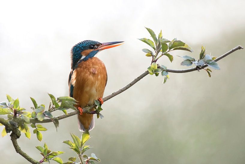 Kingfisher in backlight by Rob Kuiper