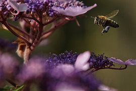 Une abeille vole vers un hortensia lilas sur Anton Pater, Reisfotografie