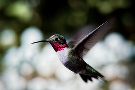 Ruby-throated kolibrie van Alain Gaymard