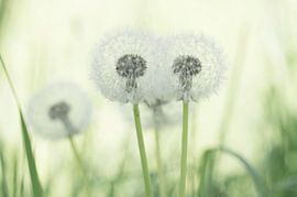 Blow away (Löwenzahnsamenflaum in zartem Grün) von Birgitte Bergman