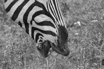 zwart wit Zebra lippen van Marijke Arends-Meiring
