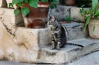 Cat on stairs