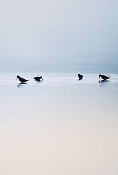 Vogels in het water, hoe mooi is de ochtend van Catalina Morales Gonzalez