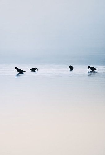 Vögel im Wasser, wie schön ist der Morgen