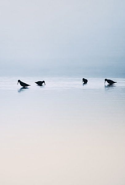Oiseaux dans l'eau, que le matin est beau par Catalina Morales Gonzalez