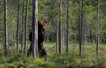 Ours brun sauvage sur Ronald Kromkamp