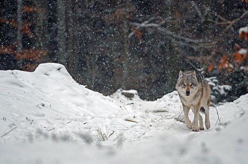 loup trekking à travers une tempête de neige