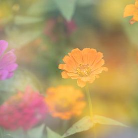 Floral splendour by Ronald Wilfred Jansen