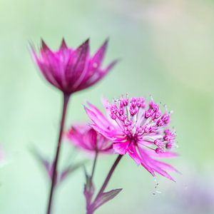 Astrantia major