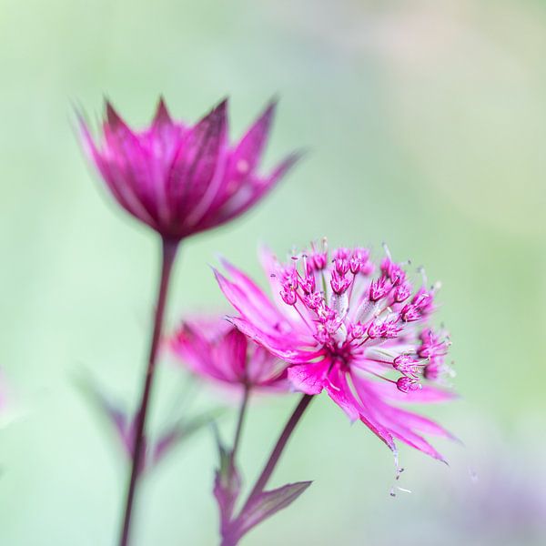Astrantia major by John Goossens Photography