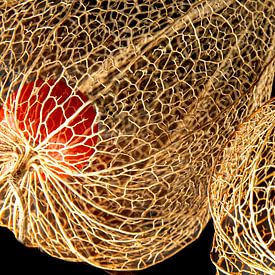 Lanterns, skeletons of light by SO fotografie