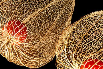 Lampions, skeletten van Licht van SO fotografie