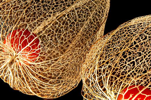 Lanterns, skeletons of light by SO fotografie