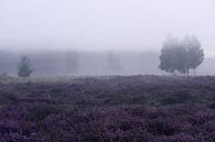 Heide in de mist van Edith Buster thumbnail