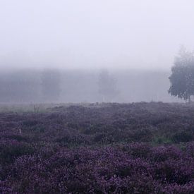 Heide in de mist van Edith Buster