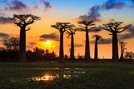 Baobab sunset van Dennis van de Water thumbnail