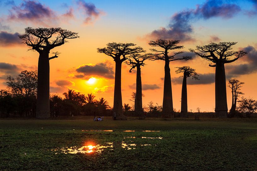 Baobab sunset van Dennis van de Water