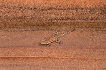 Canyon Lizard op oranje rots | Bryce Canyon | Amerika van Kimberley Helmendag