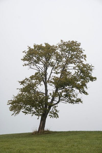 Deciduous tree in a meadow by Holger W. Spieker