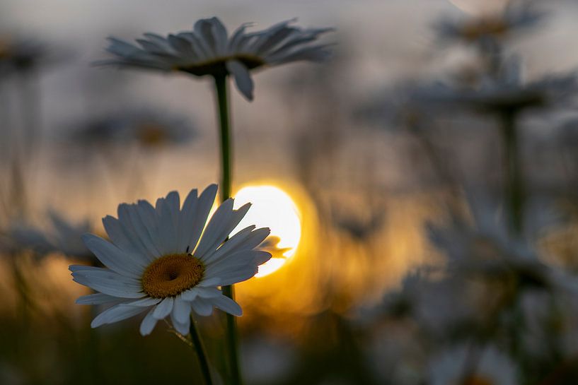Wild daisies in evening sun 4 by peterheinspictures