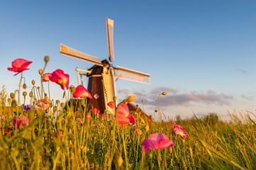 Wilde Bloemen van Johan Mooibroek