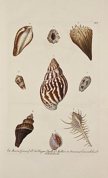 Deliciae Naturae selectae- G.W.Knorr, 1771 - Collectie Teylers Museum