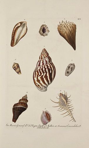 Deliciae Naturae selectae- G.W.Knorr, 1771 - Collection Teylers Museum by Teylers Museum