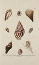 Deliciae Naturae selectae- G.W.Knorr, 1771 - Sammlung Teylers Museum von Teylers Museum Miniaturansicht