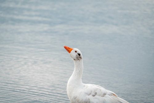 Gans Elegant in Zacht Licht aan het Water