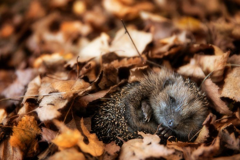 European hedgehog (Erinaceus Europaeus) sleeping in autumn leaves by Dieter Meyrl
