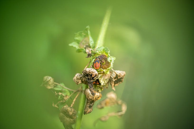 Afrikaantje by Paquita Six