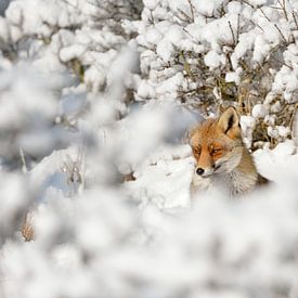 verbergen... Rode vos *Vulpes vulpes* in de hoge sneeuw, een winte van wunderbare Erde