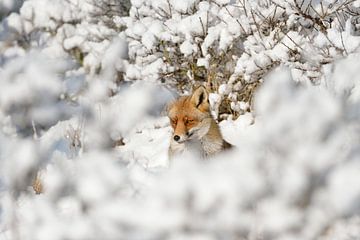 verbergen... Rode vos *Vulpes vulpes* in de hoge sneeuw, een winte van wunderbare Erde