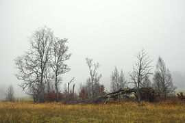 Groupe d'arbres avec bois mort dans la réserve naturelle d'Irndorfer Hardt dans le parc naturel du Haut-Danube sur BlattArt - Christine Horn