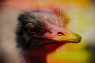 ostrich with smile by Freddy Hoevers thumbnail