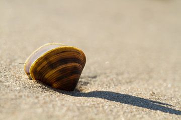 a shell and its shadow by Ron A.B.