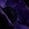Tautropfen - Nahaufnahme einer violetten Annemone-Blüte von Studio byMarije