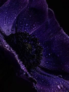 Tautropfen - Nahaufnahme einer violetten Annemone-Blüte von Studio byMarije