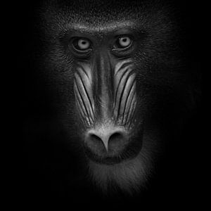 Eyecontact with mandrill by Ruud Peters