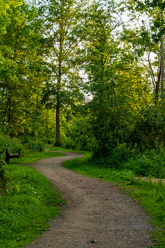 Forest trail